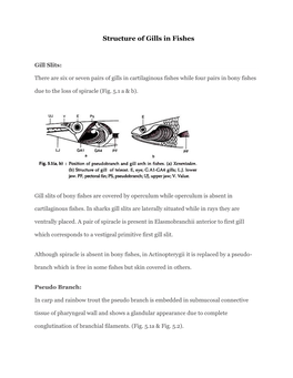 Structure of Gills in Fishes