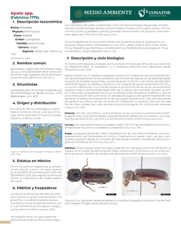 Apate Spp. (Fabricius 1775)