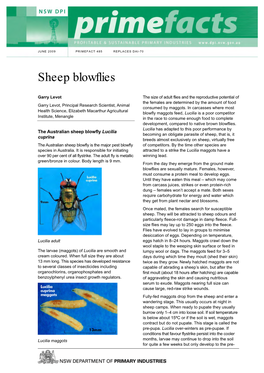 Sheep Blowflies