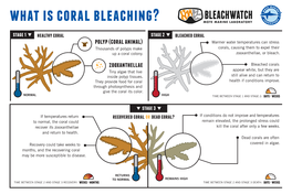 What Is Coral Bleaching?