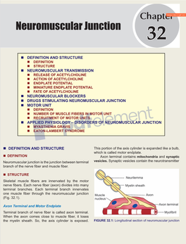 Neuromuscular Junction 32