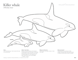 Killer Whale (Orcinus Orca)