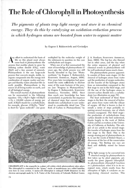 The Role of Chlorophyll in Photosynthesis