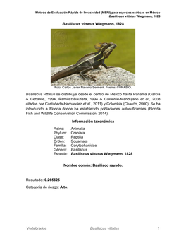 Basiliscus Vittatus Wiegmann, 1828