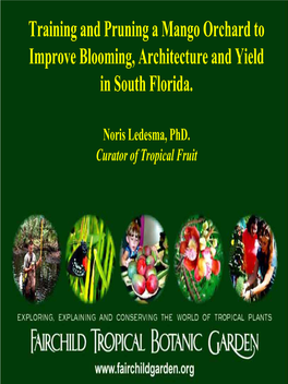 Training and Pruning a Mango Orchard to Improve Blooming, Architecture and Yield in South Florida