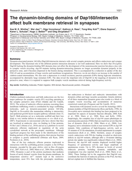 The Dynamin-Binding Domains of Dap160/Intersectin Affect Bulk