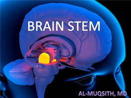 Brain Stem  Consists: - Medulla Oblongata - Pons - Midbrain (Mesencephalon)