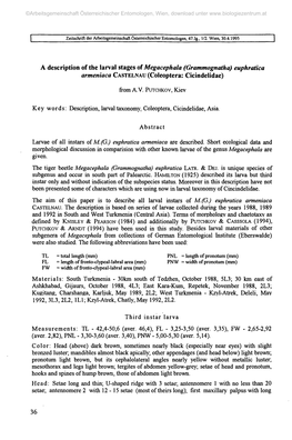 A Description of the Larval Stages of Megacephala (Grammognatha) Euphratica Armeniaca CASTELNAU (Coleoptera: Cicindelidae)