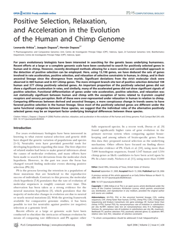 Positive Selection, Relaxation, and Acceleration in the Evolution of the Human and Chimp Genome