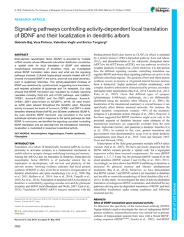 Signaling Pathways Controlling Activity-Dependent Local Translation Of