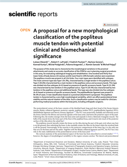 A Proposal for a New Morphological Classification of the Popliteus