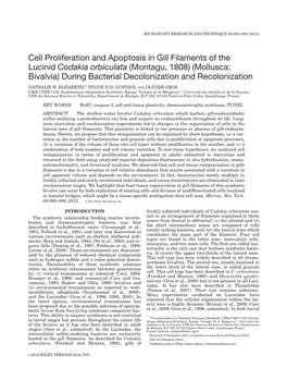 Cell Proliferation and Apoptosis in Gill Filaments of the Lucinid Codakia