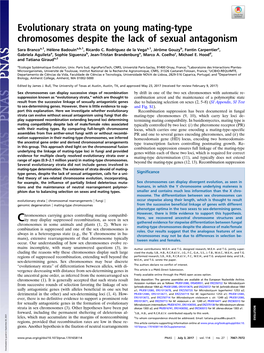 Evolutionary Strata on Young Mating-Type Chromosomes Despite the Lack of Sexual Antagonism