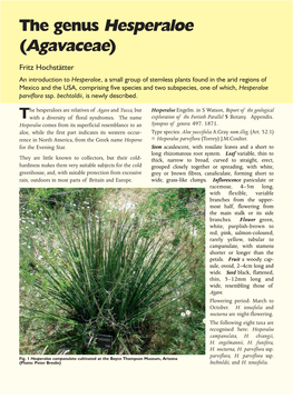 The Genus Hesperaloe (Agavaceae)