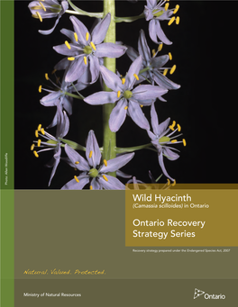 Recovery Strategy for the Wild Hyacinth (Camassia Scilloides) in Ontario