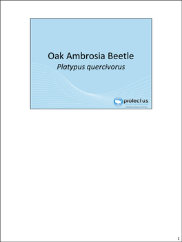 Oakambrosiabeetle.Pdf