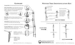 Winter Tree Identification