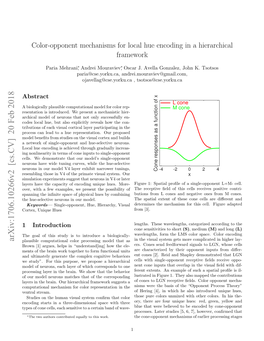 Color-Opponent Mechanisms for Local Hue Encoding in a Hierarchical Framework