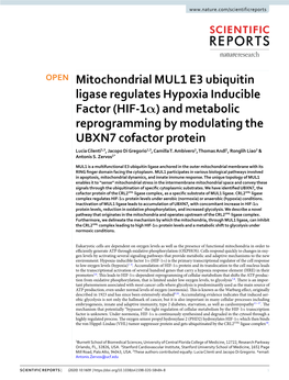 Mitochondrial MUL1 E3 Ubiquitin Ligase Regulates Hypoxia Inducible Factor