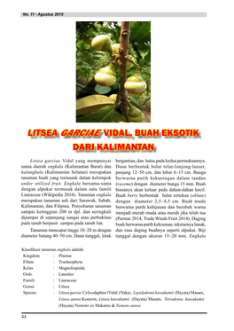 Litsea Garciae Vidal, Buah Eksotik Dari Kalimantan