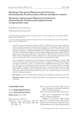 Mealybugs of the Genera Planococcus and Crisicoccus (Sternorrhyncha: Pseudococcidae) of Russia and Adjacent Countries