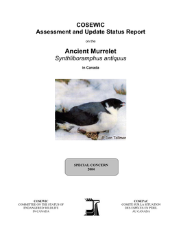 Ancient Murrelet Synthliboramphus Antiquus