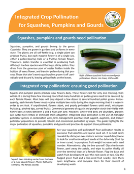 Integrated Crop Pollination for Squashes, Pumpkins and Gourds