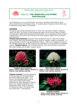 THE WARATAH and OTHER PROTEACEAE