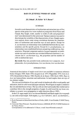 RAYS in JUVENILE WOOD of ACER J.E. Dakak L, R. Keller L & V. Bucur2