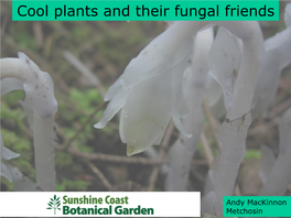 Cool Plants and Their Fungal Friends