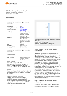 GRIA2 Antibody - N-Terminal Region Rabbit Polyclonal Antibody Catalog # AI16208