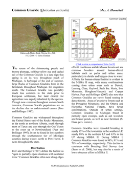 Common Grackle (Quiscalus Quiscula) Max A