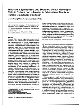 Tenascin Is Synthesized and Secreted by Rat Mesangial Cells in Culture and Is Present in Extracellular Matrix in Human Glomerular Diseases1