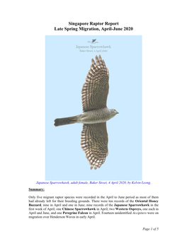 Singapore-Raptor-Report-Late-Spring