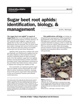 Sugar Beet Root Aphids: Identification, Biology, & Management by Erik J