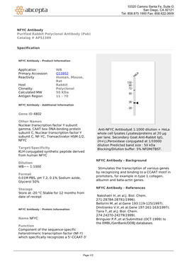 NFYC Antibody Purified Rabbit Polyclonal Antibody (Pab) Catalog # AP51389