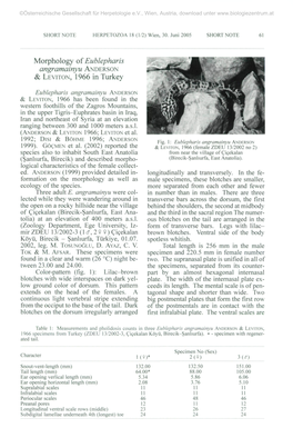 Morphology of Eublepharis Angramainyu ANDERSON & LEVITON, 1966 in Turkey