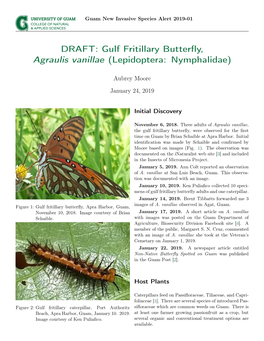 Gulf Fritillary Butterfly