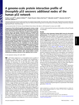 A Genome-Scale Protein Interaction Profile of Drosophila P53 Uncovers Additional Nodes of the Human P53 Network