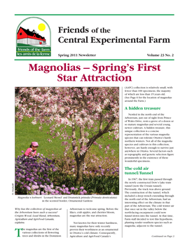 Magnolias – Spring's First Star Attraction