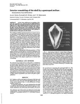 Interior Remodeling of the Shell by a Gastropod Mollusc (Biomineralization/Conus/Shell Dissolution) ALAN J