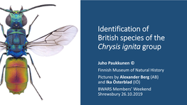Identification of British Species of the Chrysis Ignita Group