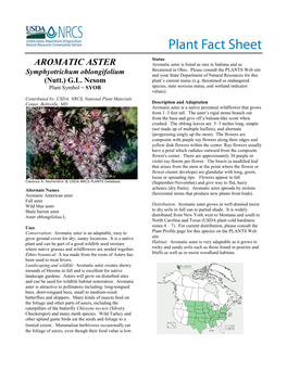 Aromatic Aster (Symphyotrichum Oblongifolium)