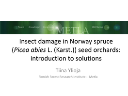 Insect Damage in Norway Spruce (Picea Abies L