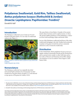 Polydamas Swallowtail, Gold Rim, Tailless Swallowtail, Battus Polydamas Lucayus (Rothschild & Jordan) (Insecta: Lepidoptera: Papilionidae: Troidini)1 Donald W