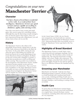 Manchester Terrier Character You Have Chosen a Breed That Is Wonderful to Live With