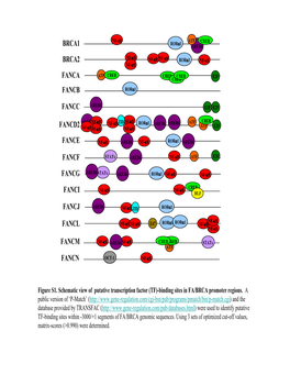 Brca1 Brca2 Fanca Fancd2 Fance Fancc Fancf Fancg
