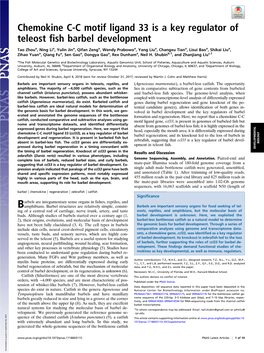 Chemokine C-C Motif Ligand 33 Is a Key Regulator of Teleost Fish Barbel Development