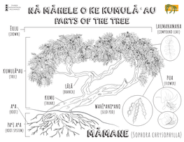 Nā Māhele O Ke Kumulā'au