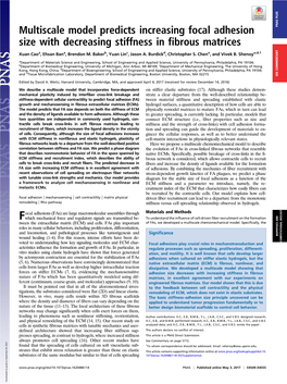 Multiscale Model Predicts Increasing Focal Adhesion Size with Decreasing